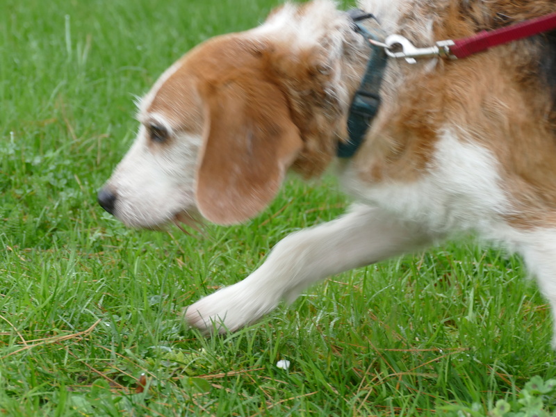 SKY mâle croisé Beagle/Fox né en 2010. Adopté par Pauline le 4 Fevrier 2018 P1150821