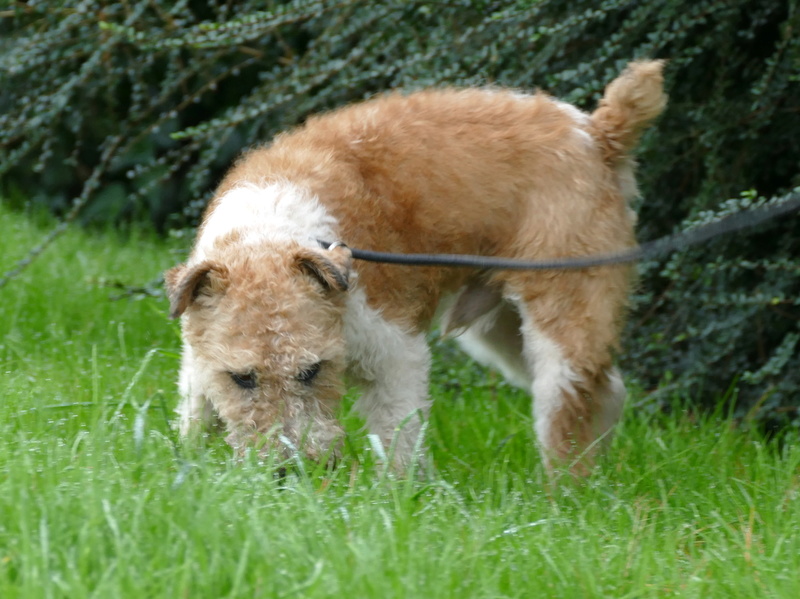 SIRIUS. Mâle fox terrier né en 2007. Adopté en 10/2018  P1150826