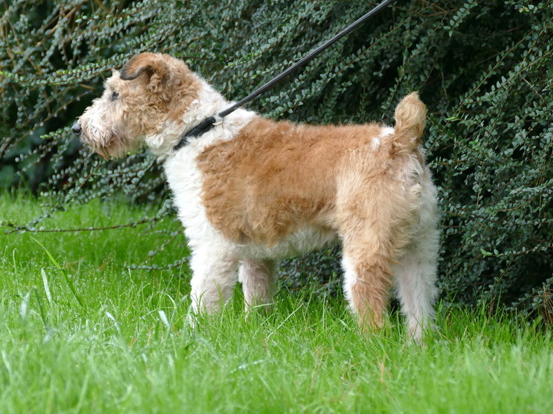 SIRIUS. Mâle fox terrier né en 2007. Adopté en 10/2018  P1150829