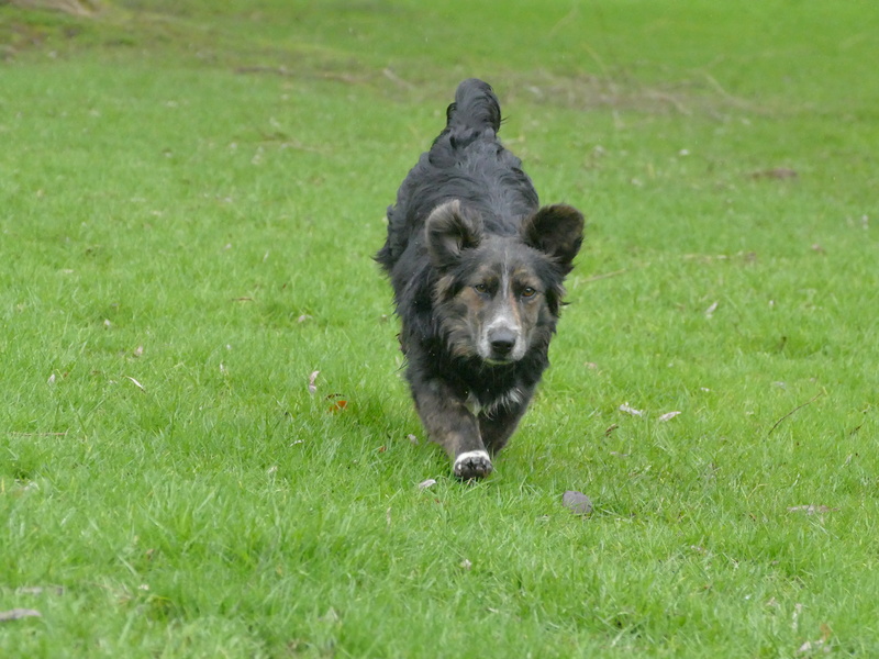 Obélix (ex Chiot n°4 refuge de Sitia)  mâle né le ? 2017 adopté 03/2018 P1210834