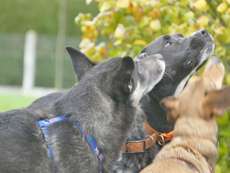 malbo - MALBO.( fourrière de Piatra Neamt) Mâle x berger allemand né 12 04 2014 adopté par Sylvie 08/2018 P1220225