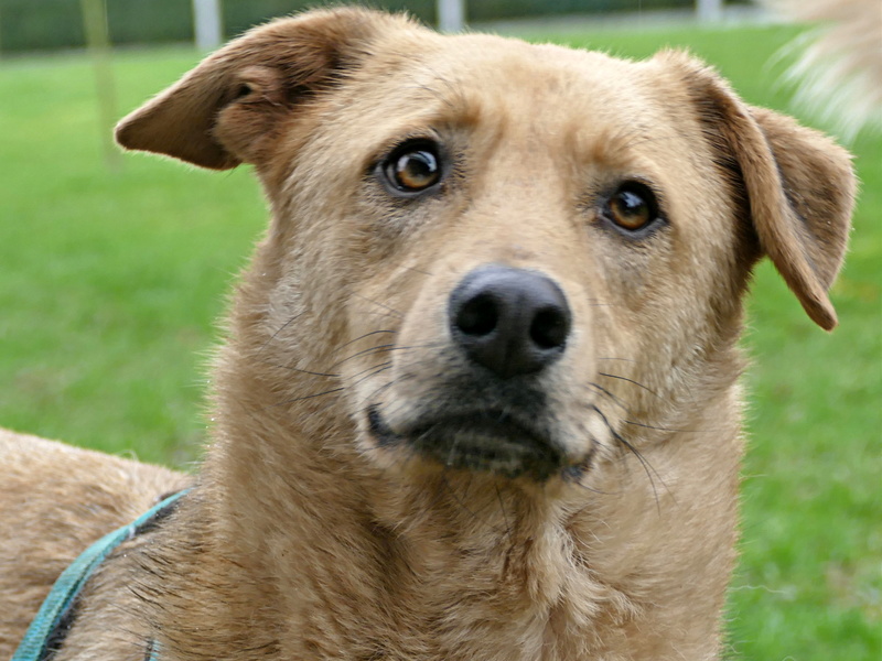 LEIKO. Mâle croisé Berger né en 2015. A l'adoption en Normandie  P1220315