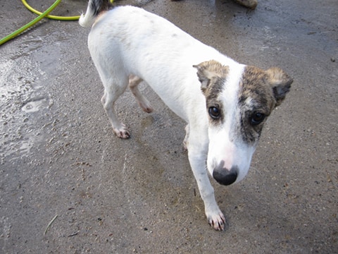 PLUME (ex Naya Chiot n°5 refuge de Sitia) Femelle née le 25 Aout 2017. Adoptée par El Thibout en Février 2018 Soeur_12