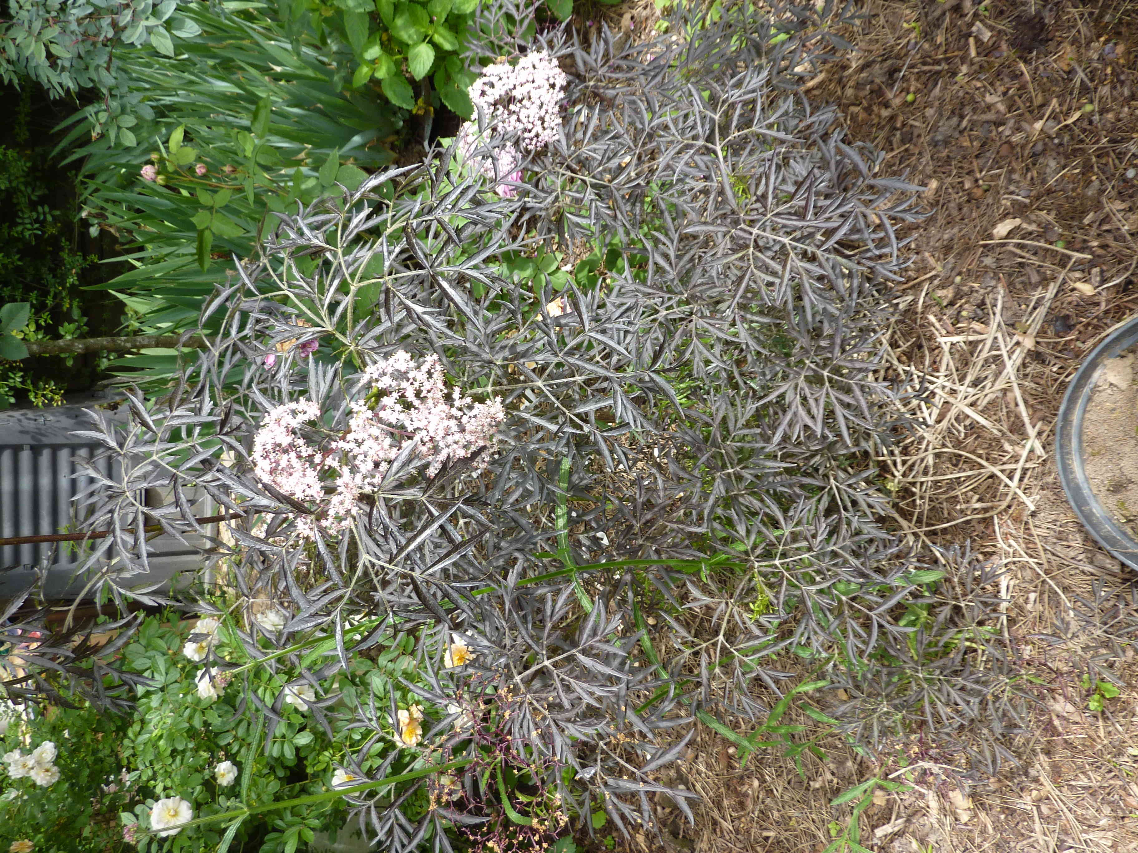 Sambucus nigra black lace - Page 2 P1020813