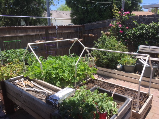 Sanderson's Urban SFG in Fresno, California - Page 3 Garden49