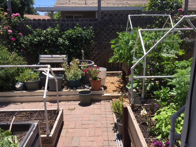 Sanderson's Urban SFG in Fresno, California - Page 3 Garden50