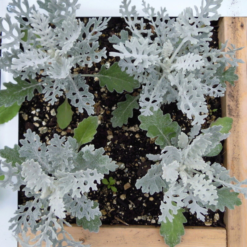 Spacing of plants Planti10
