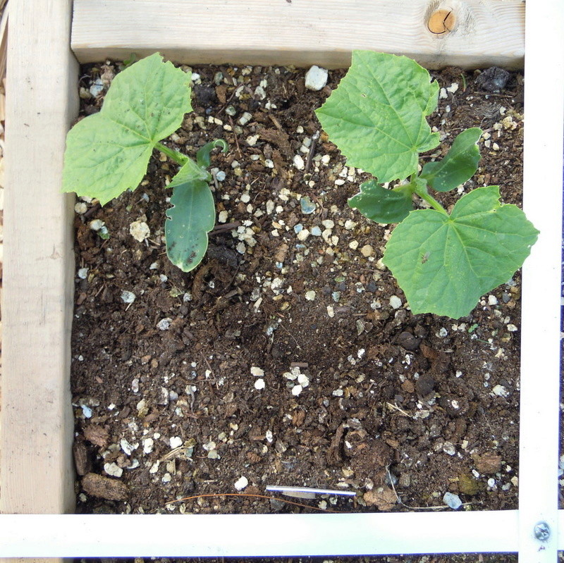 Spacing of plants Planti11