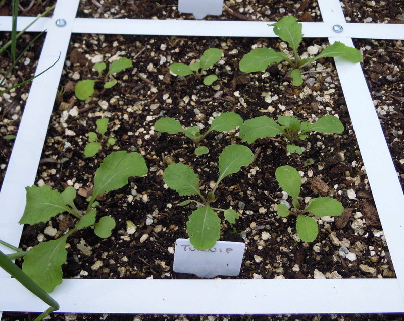 Spacing of plants Planti12