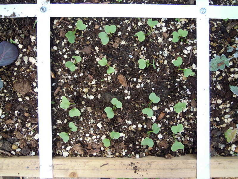 Spacing of plants Planti14