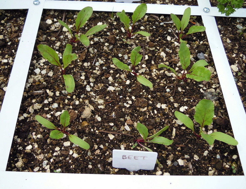 Spacing of plants Planti15