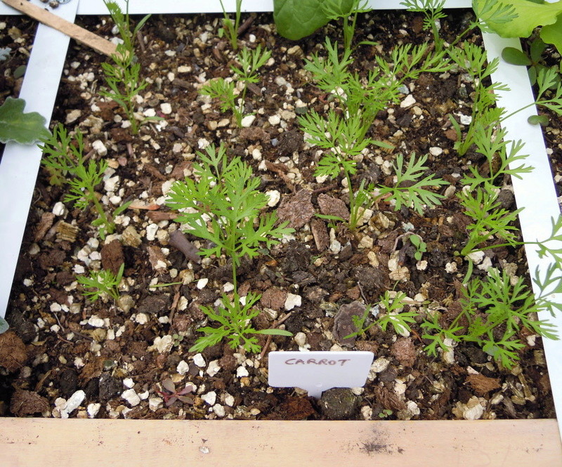 Spacing of plants Planti16