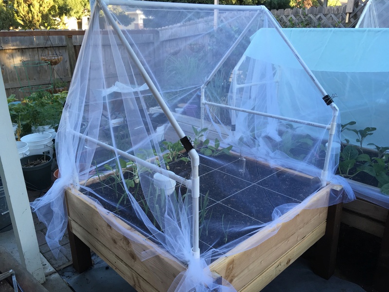 cold frame gardening question Table_26