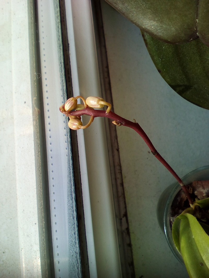 Phalaenopsis hybrides Img_2035