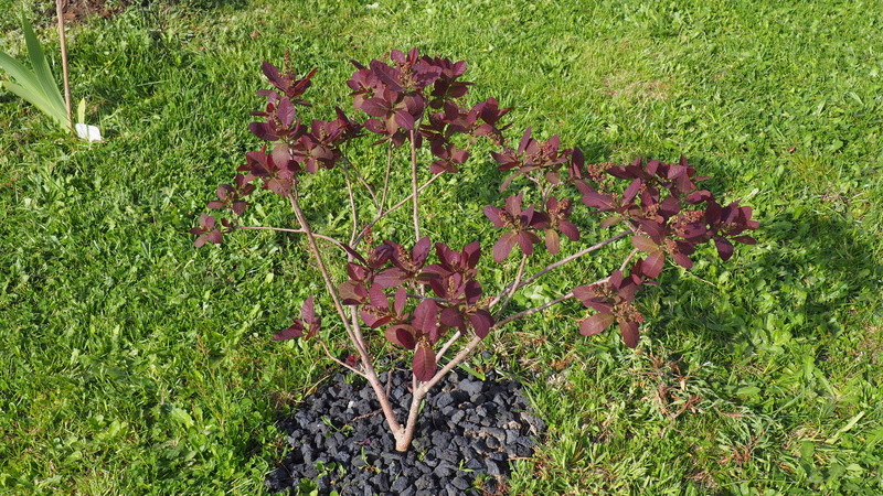 Mon jardin au commencement! - Page 4 P4221013
