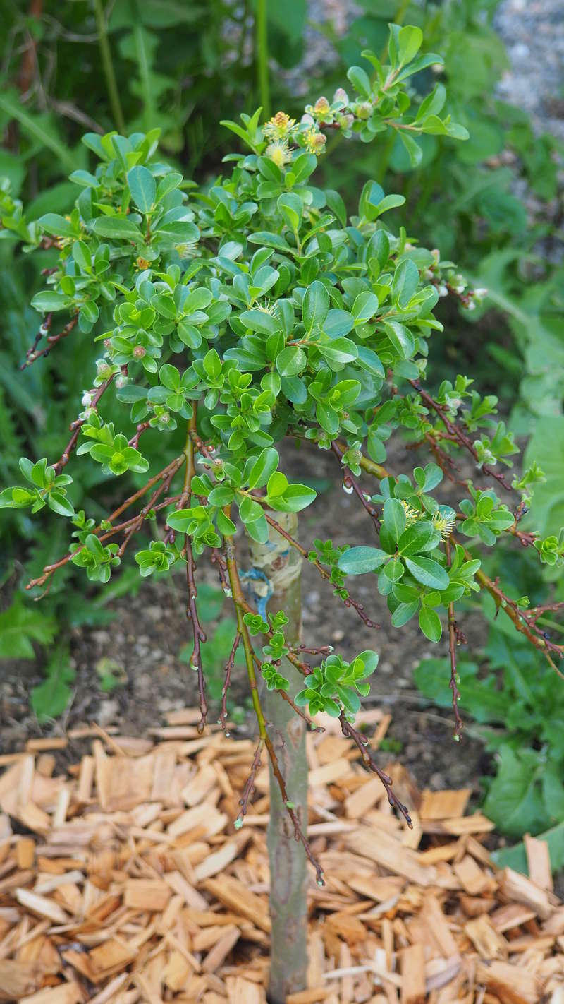 Mon jardin au commencement!  - Page 4 P4231010