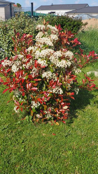 Mon jardin au commencement! - Page 4 P5071117