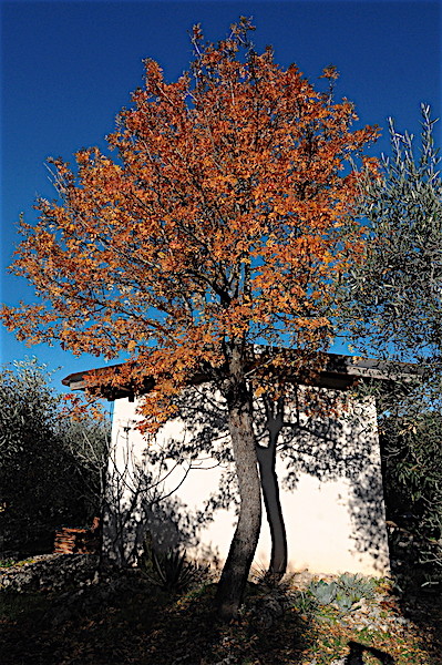 Sorbus domestica - cormier Copia_49