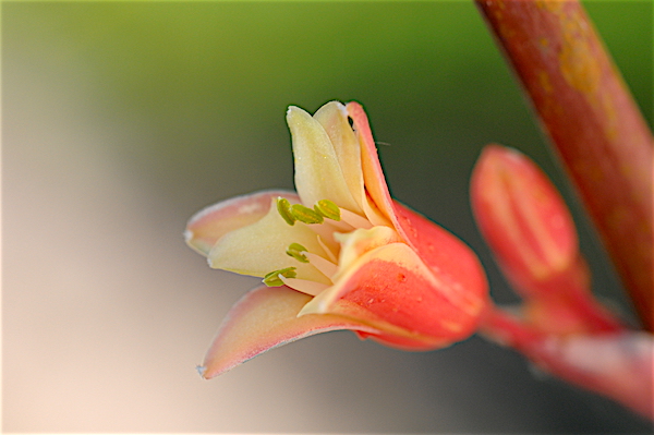 Hesperaloe parviflora - Page 2 Copia_69