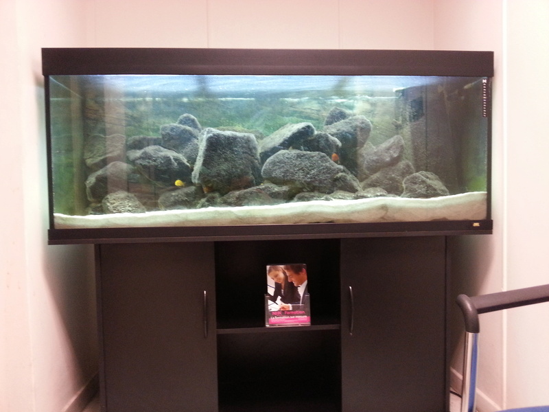 [VENDS] Aquarium Juwel Rio 400 (450 l) et meuble [34] 20130510