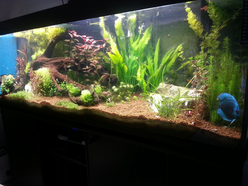 [VENDS] Aquarium 600 litres avec pompes [34] Photo_10