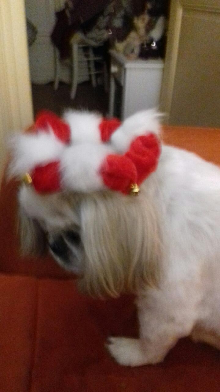 FIESTA, tite shih tzu de 5 ans un peu timide mais si douce ... 20171210