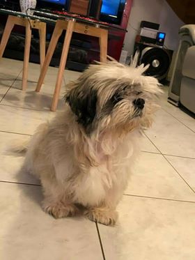 YUMI, micro Shih Tzu de 11 ans, un petit coeur en or !! App210