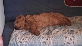 DOMINO, superbe Basset Fauve de Bretagne LOF de 8 ans Mars110