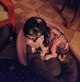 DIEGO, shih tzu de 8 ans, trouvé dans la Somme en piteux état ... St210