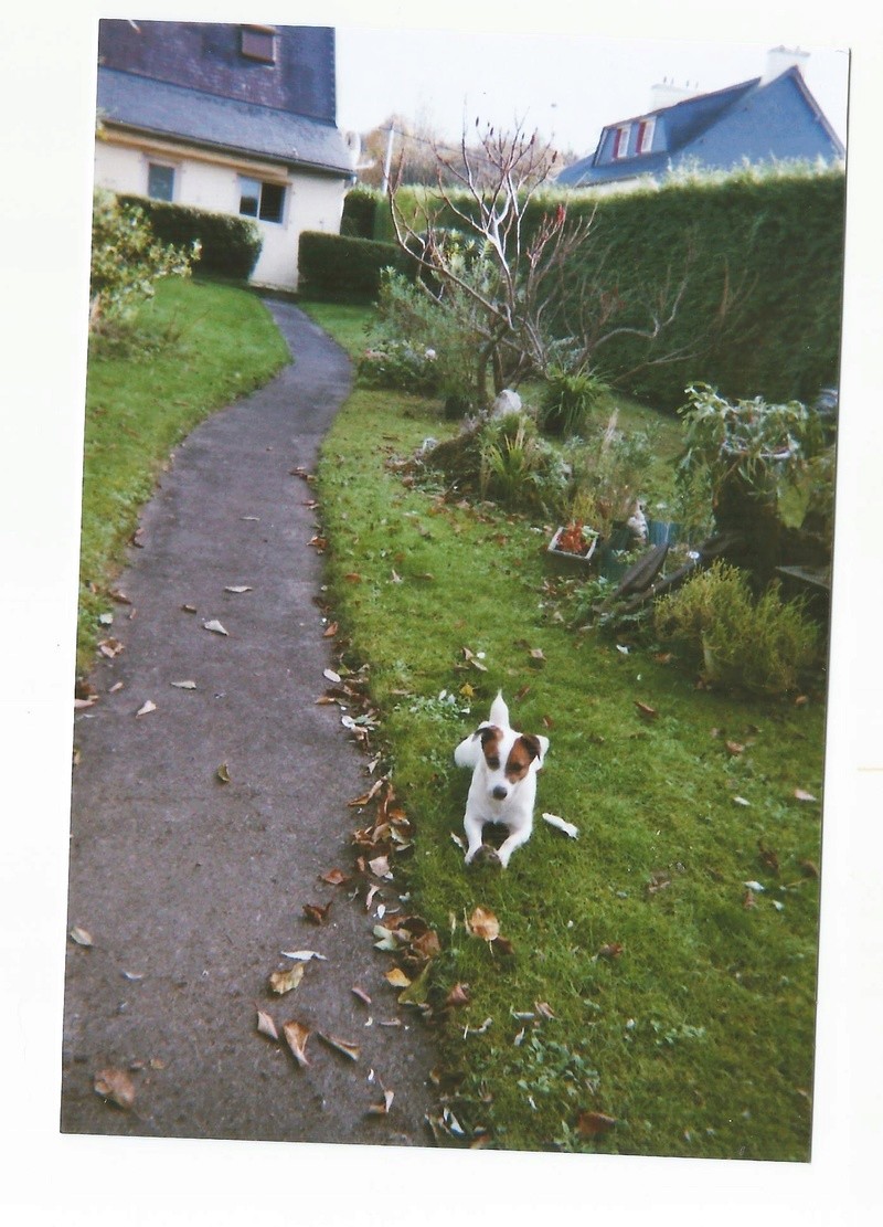 FILOU, Jack Russel de 4 ans qui porte bien son nom ;) Voeux10