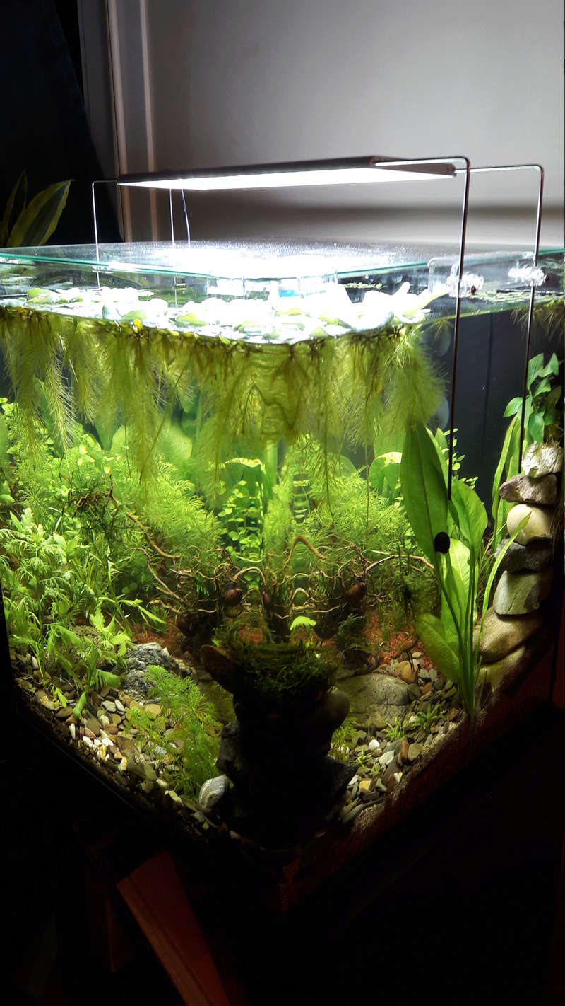nanocube 60l 20171020