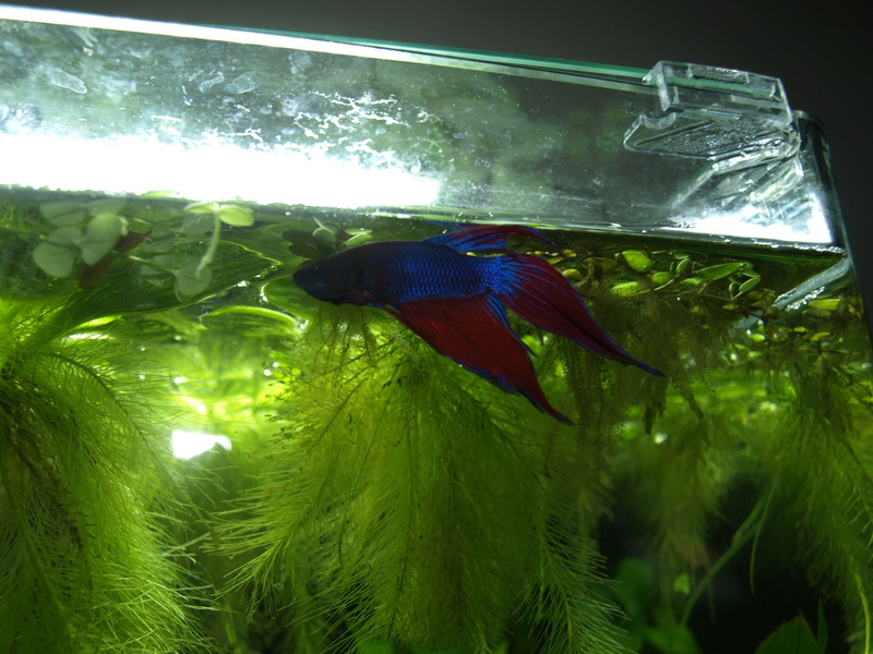 nanocube 60l P1013713