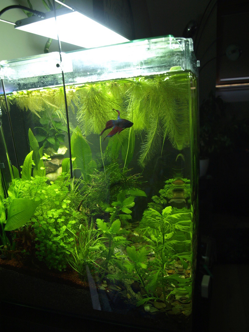 nanocube 60l P1013714
