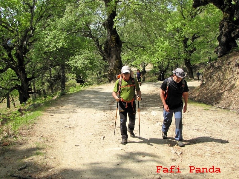 20180519 - PIEDRALAVES - CASTAÑAR DE LA ANGOSTURA 01833