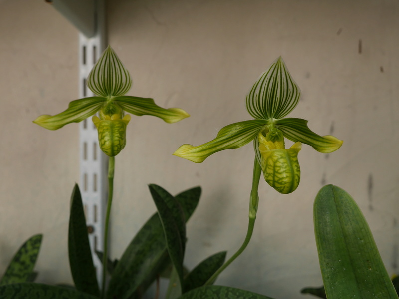 Paphiopedilum venustum f. measuresianum P1190010