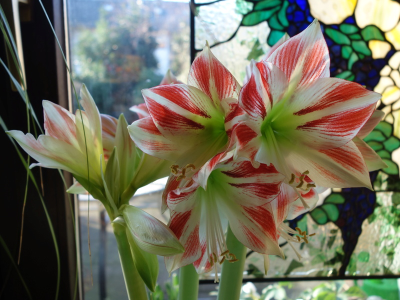 Amaryllisgewächse - Amaryllidaceae (Hippeastrum, Clivia, Nerine, Amaryllis, Agapanthus, Allium, Narcissus & Co.) - Teil 1 - Seite 41 Dsc07926