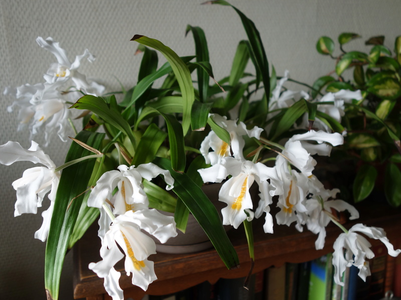 Orchideen 2018 - 2022 Teil 3 - Seite 11 Dsc08031