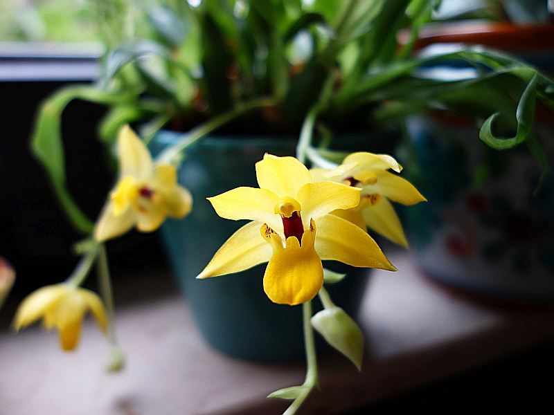 Interessante Orchideen fürs Nordfenster? Dsc08341