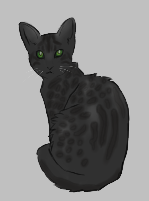 Smudgekit, Thunderclan Cat_fo10