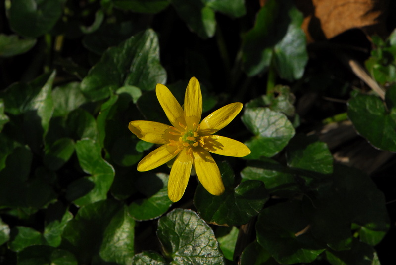 ranunculus ficaria Dsc_7514