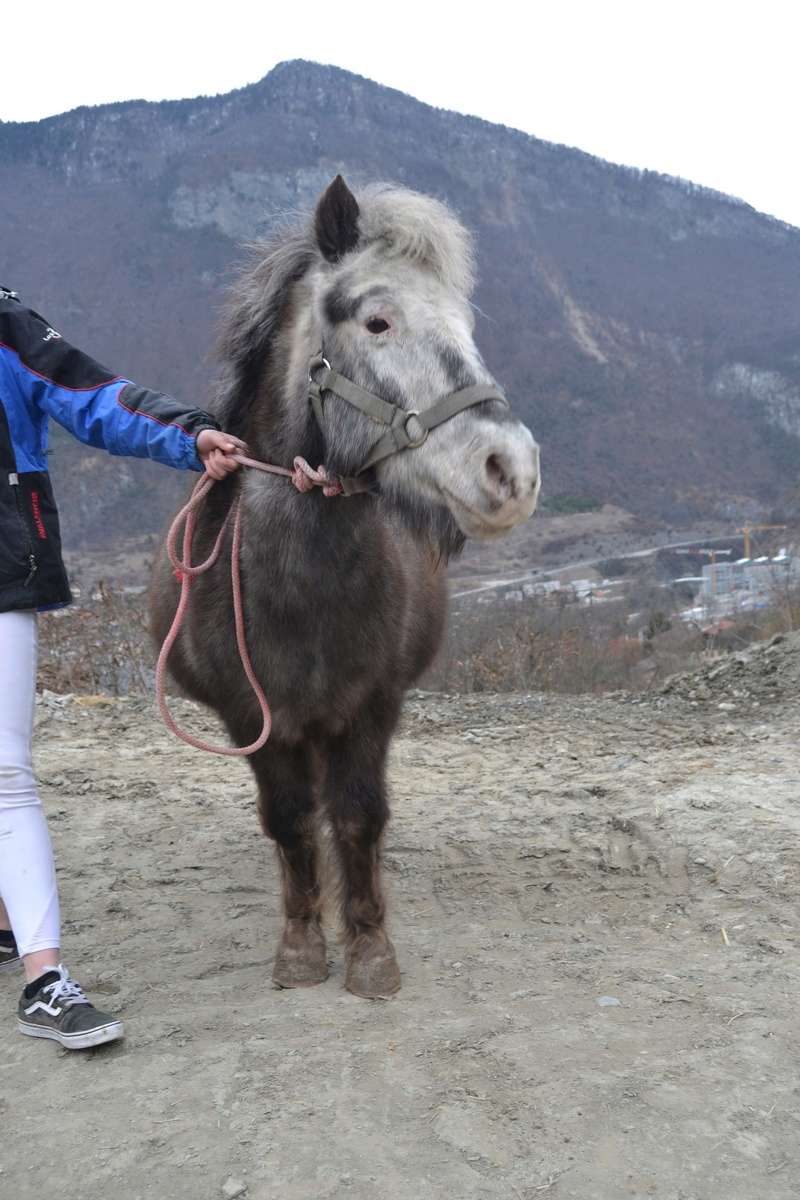 DAISY - ONC Poney née en 2001 - adoptée en juillet 2017 par Caroline 112