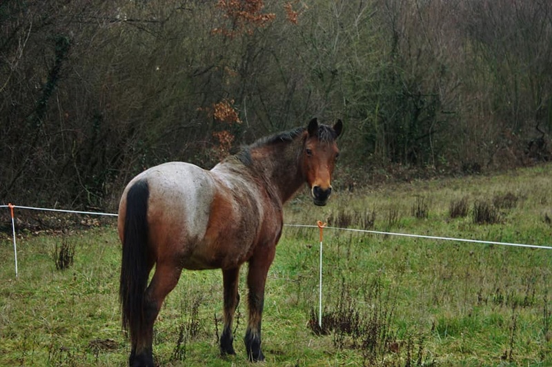 HOTESSE - DSAr née en 1995 - adoptée en mars 2015 par ClaireL - Page 2 26993510