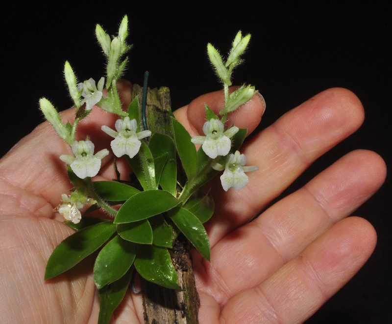 Miniatur-Orchideen Teil 4 Lankes12