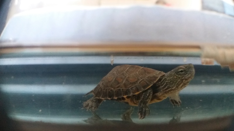 Quel est l'espece de cette tortue? 20180511