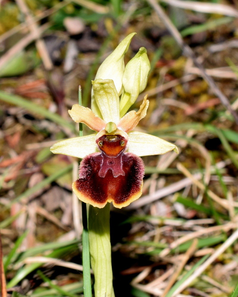 Ophrys suboccidentalis - Page 3 Csc_0210