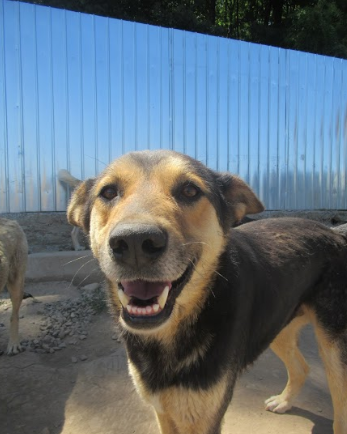 bandit - BANDIT - Plus de 5 ans de box ! - mâle croisé BA, de taille moyenne, né en 2012 (PASCANI) - REMEMBER ME LAND Bandit10