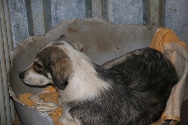 BETTY - femelle croisée de taille moyenne, née environ en août 2011. Très douce (PASCANI) - adoptée par Marie-France (57) Betty10