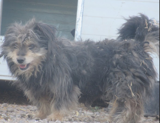 BOBBY - mâle croisé Labrit de taille petite à moyenne, né en 2014 (PASCANI) - REMEMBER ME LAND - Adopté par SOPHIE ( Belgique) Bobby410