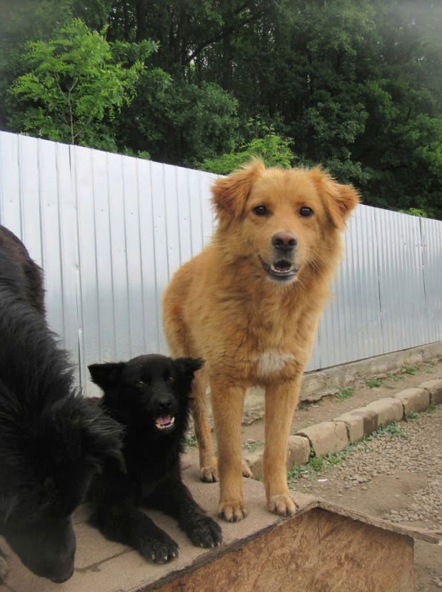 BANDIT (ex CARAMEL) - joli mâle croisé de taille moyenne, né environ en juillet 2016 - (PASCANI) - REMEMBER ME LAND - Adopté par Amandine (75) Carame13