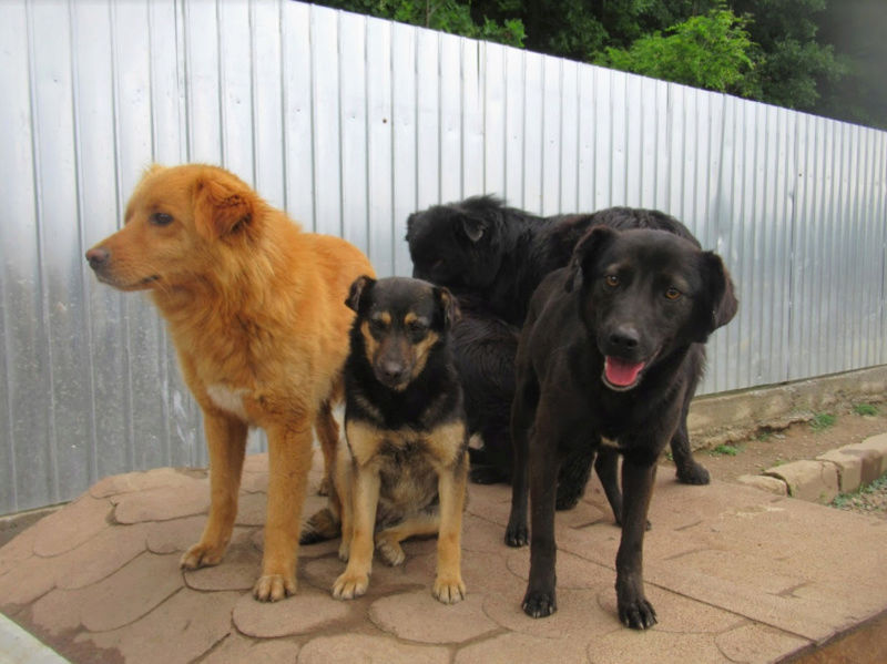 BANDIT (ex CARAMEL) - joli mâle croisé de taille moyenne, né environ en juillet 2016 - (PASCANI) - REMEMBER ME LAND - Adopté par Amandine (75) Carame15